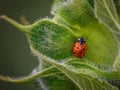 Ladybug on the back of a Sunflower